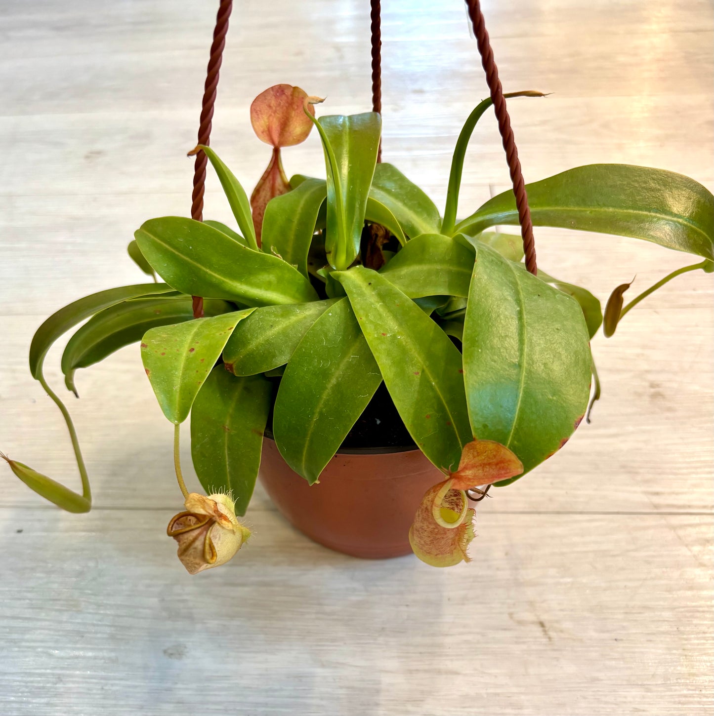 Nepenthes Pitcher Plant