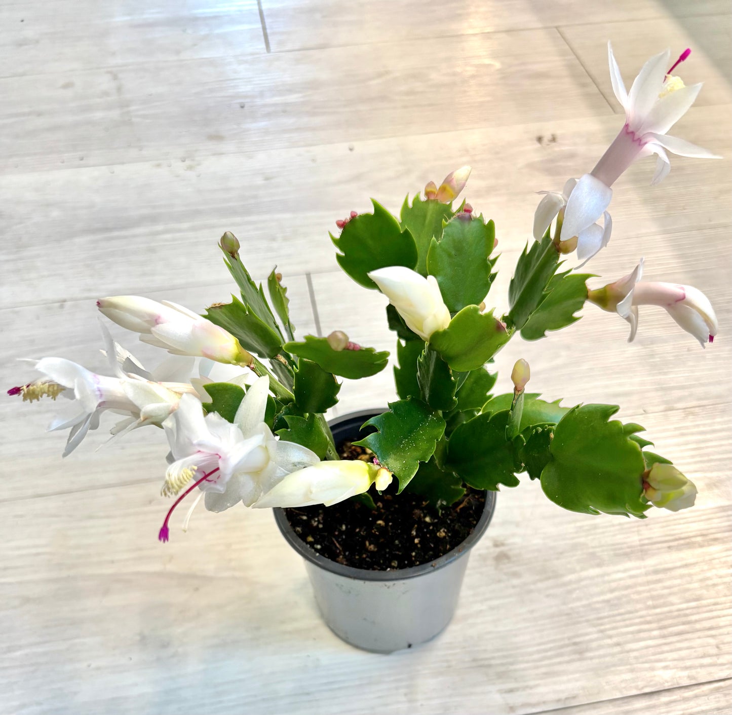 Thanksgiving Cactus