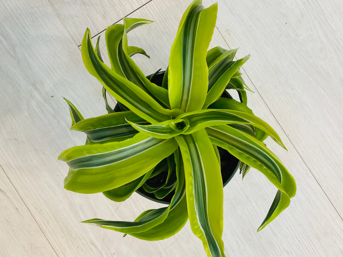 Dracaena Tornado
