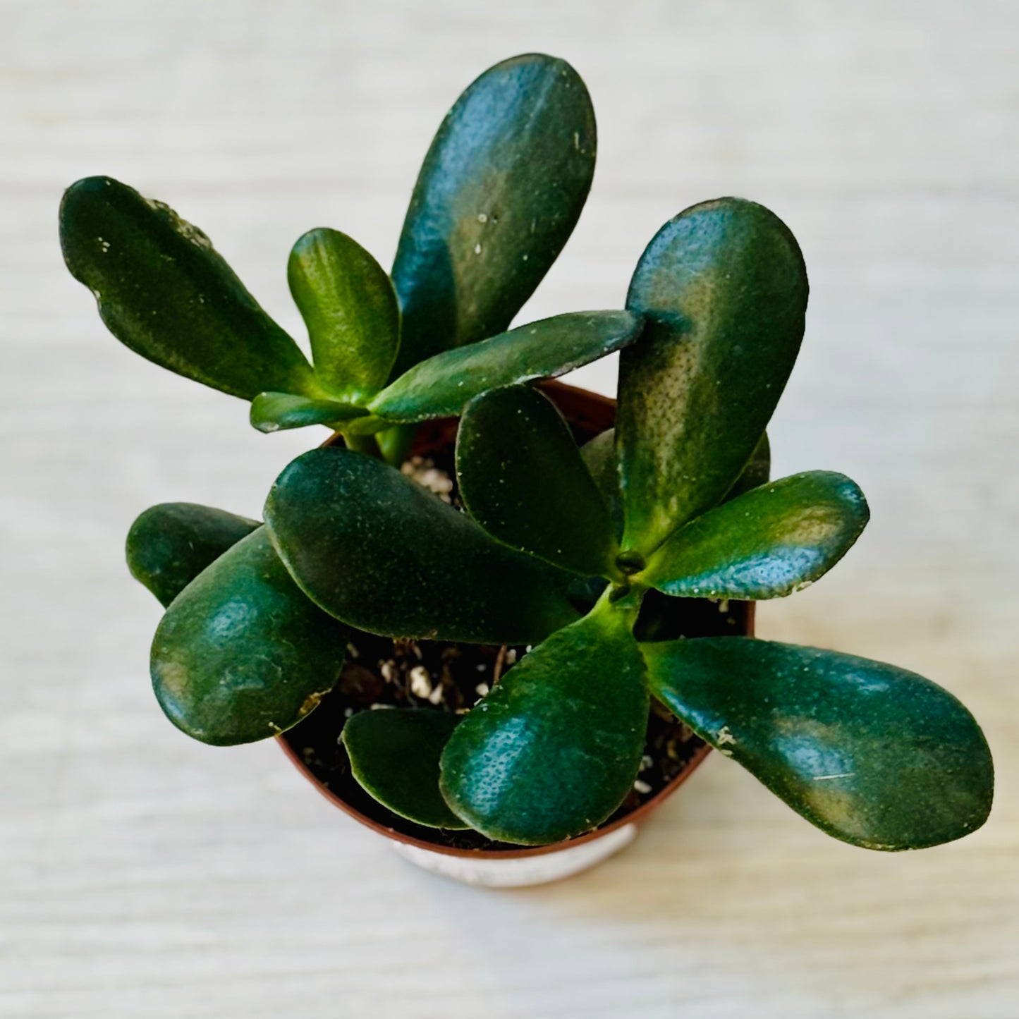 Succulents - Assorted 3"