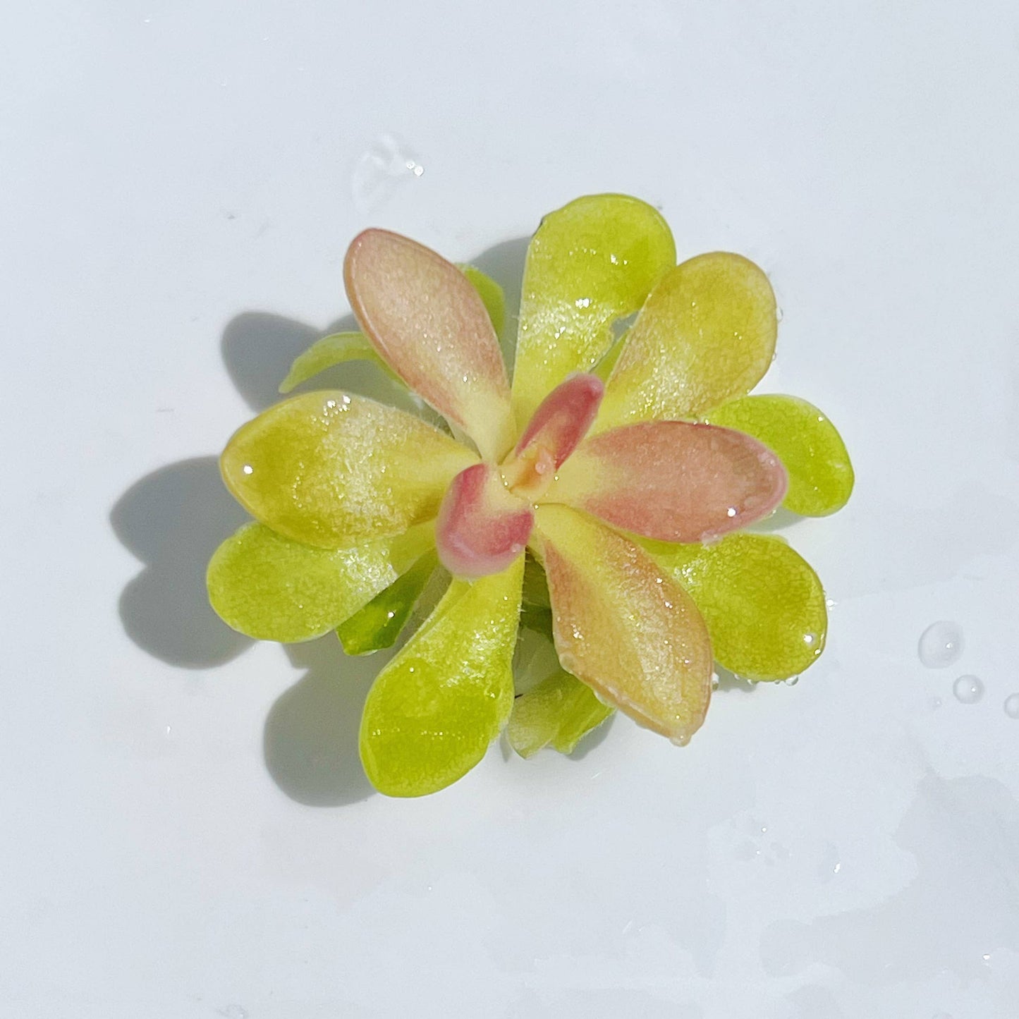 Rosy-Lavender Butterwort