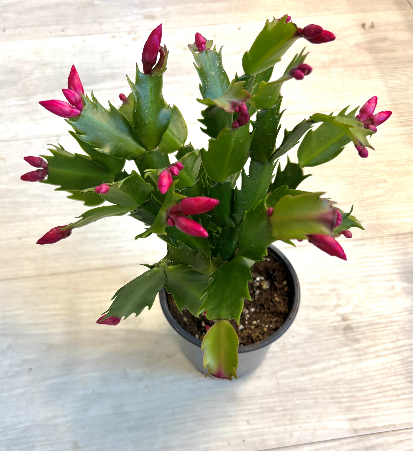 Thanksgiving Cactus