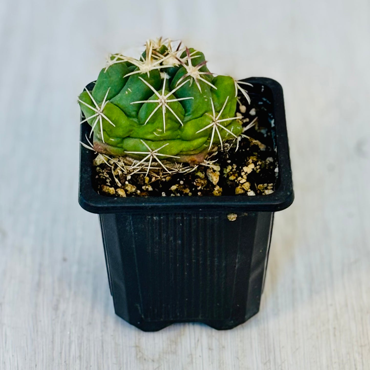Cactus - Assorted 3"