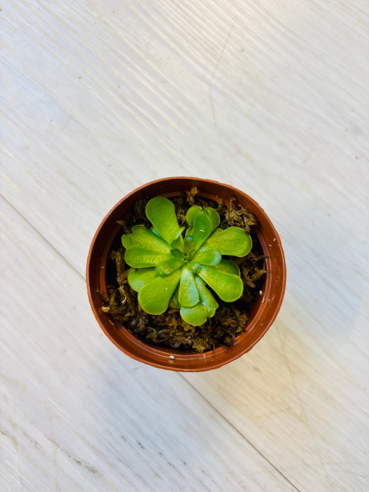 Violet-Toned Butterwort