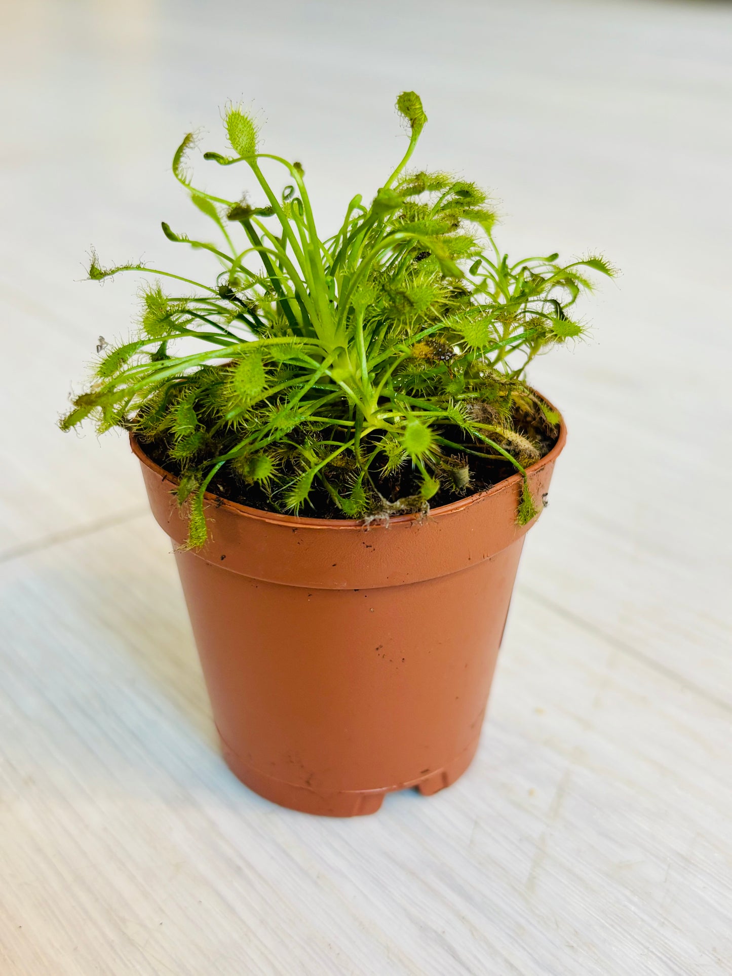 Drosera madagascariensis