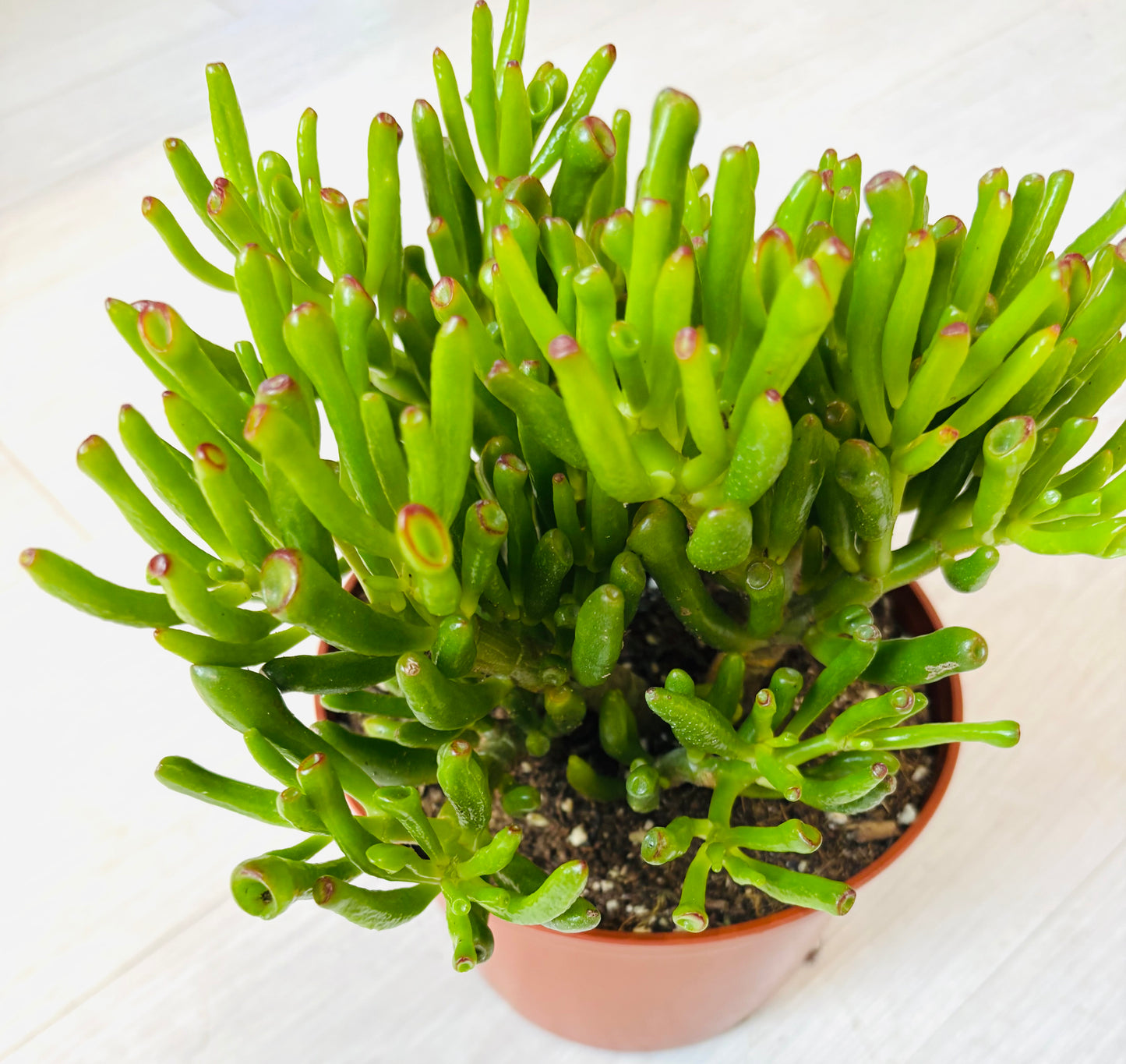Gollum Jade