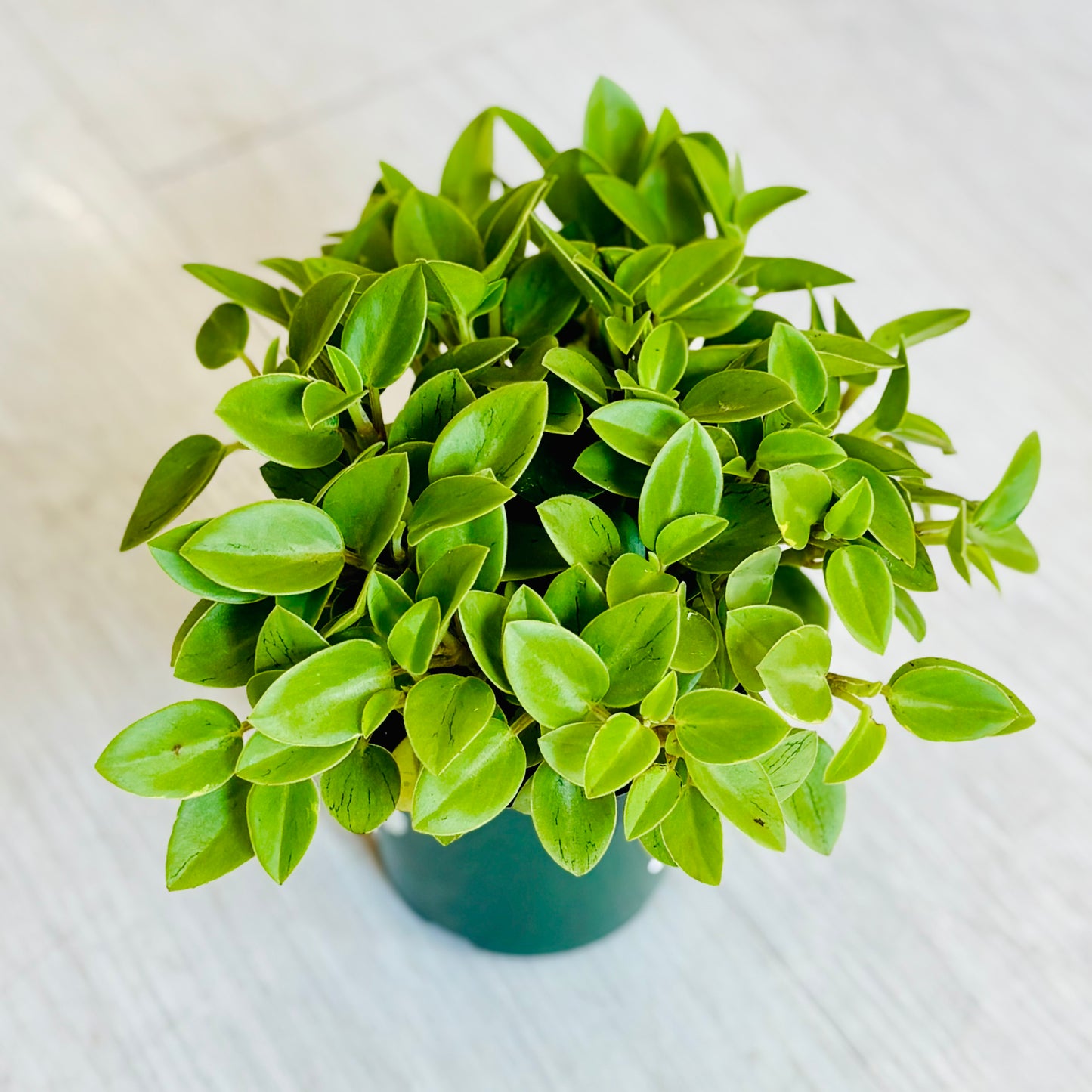Pixie Lime Peperomia