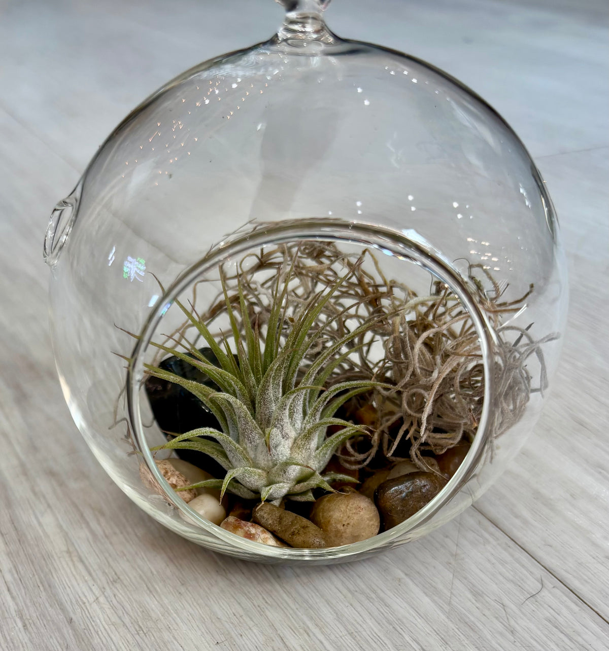 Hanging Airplant Terrarium Globes