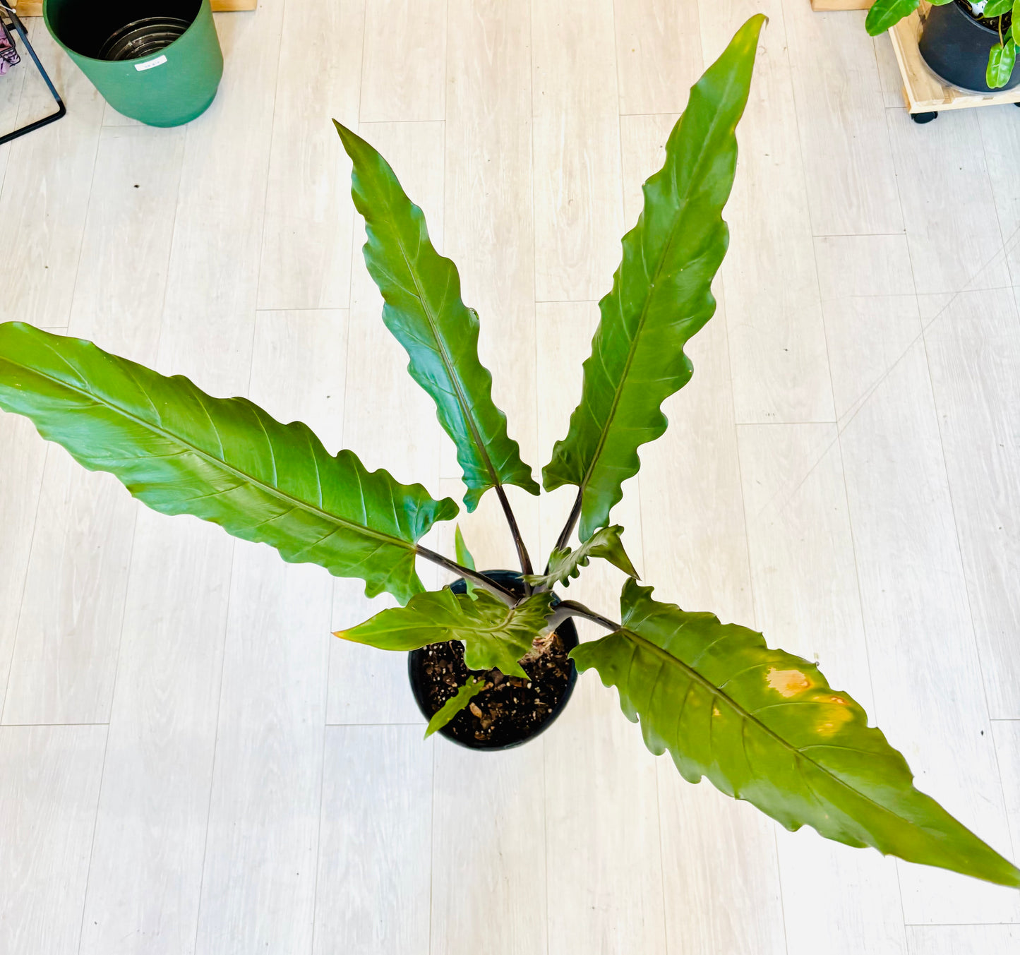 Purple Sword Alocasia