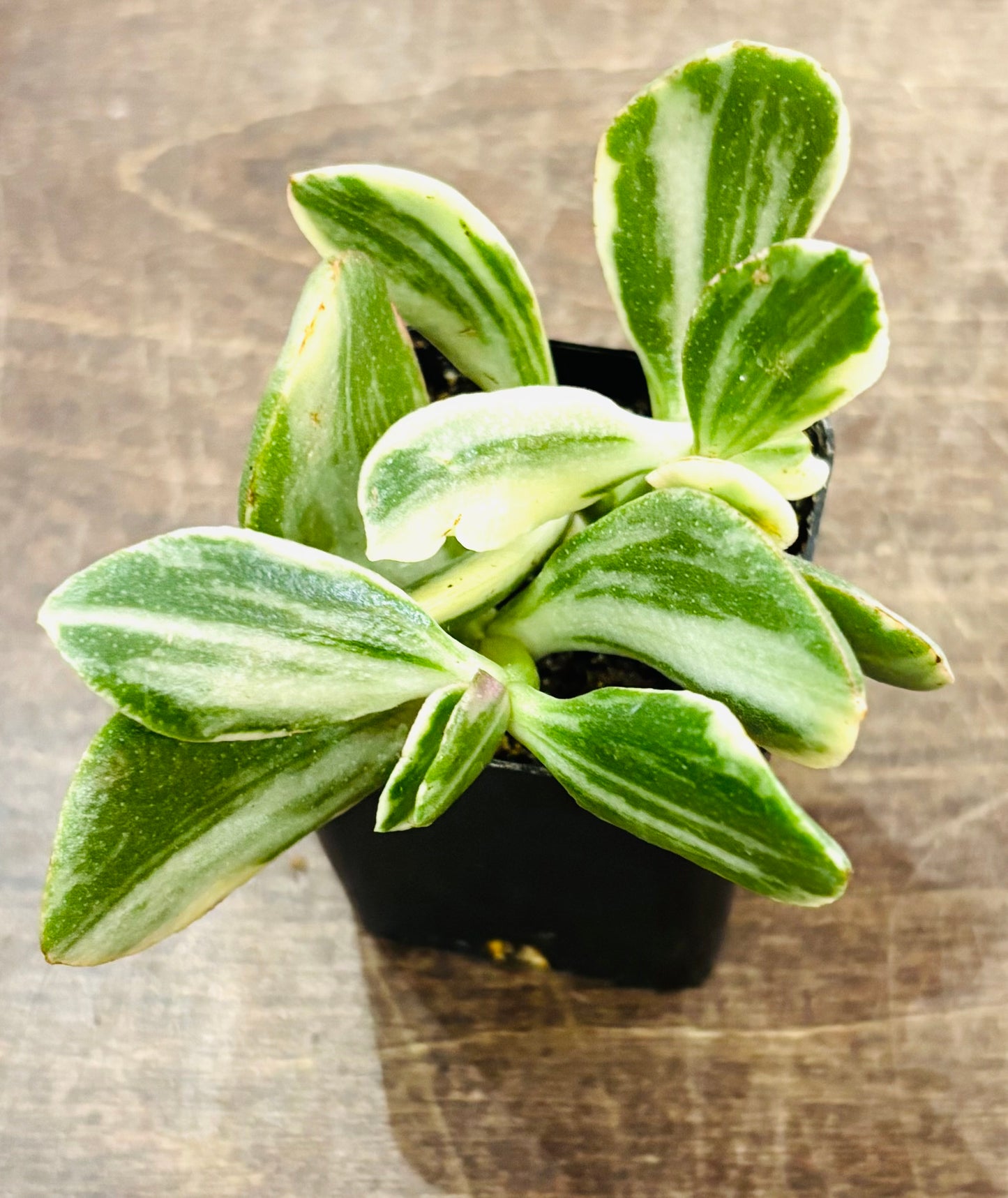 Succulents - Assorted 2”