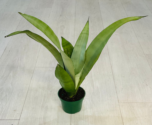 Moonshine Snake Plant