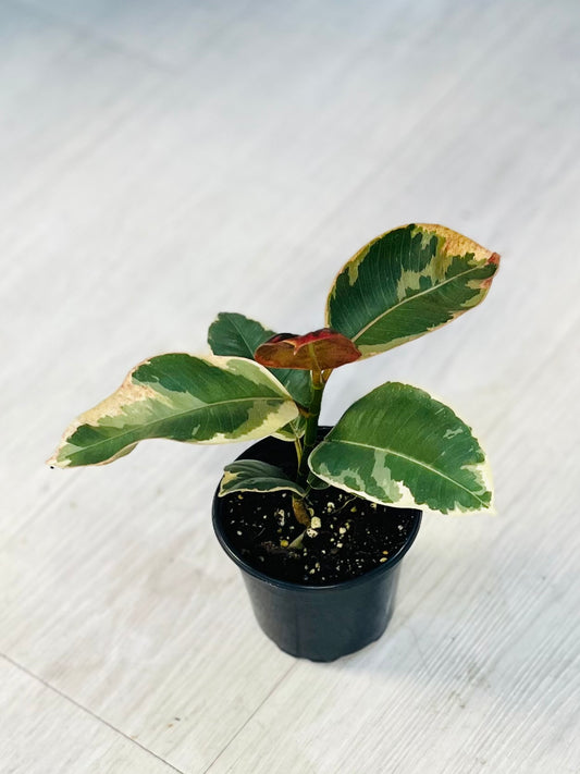Ficus Ruby