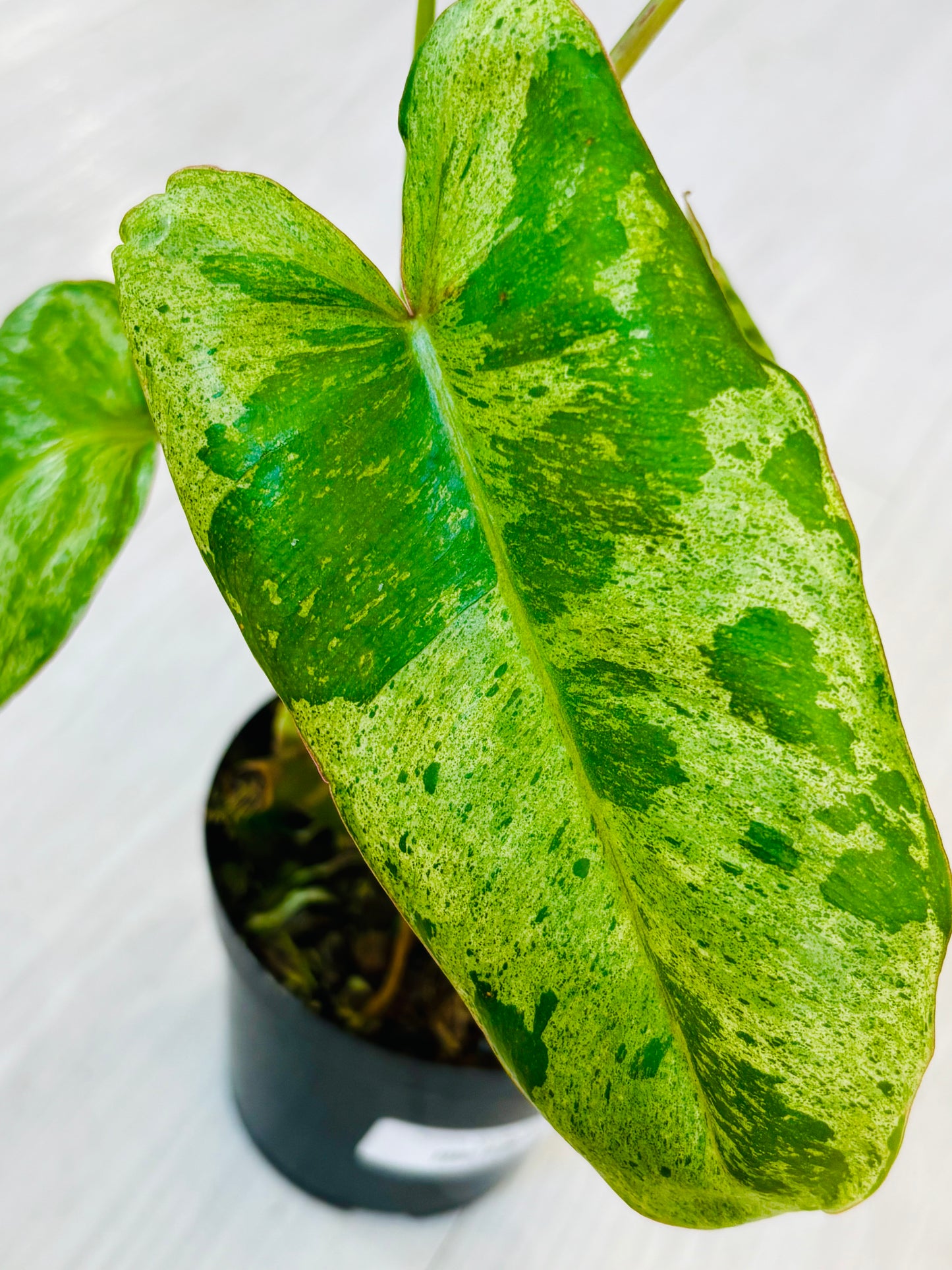 Paraiso Verde Philodendron