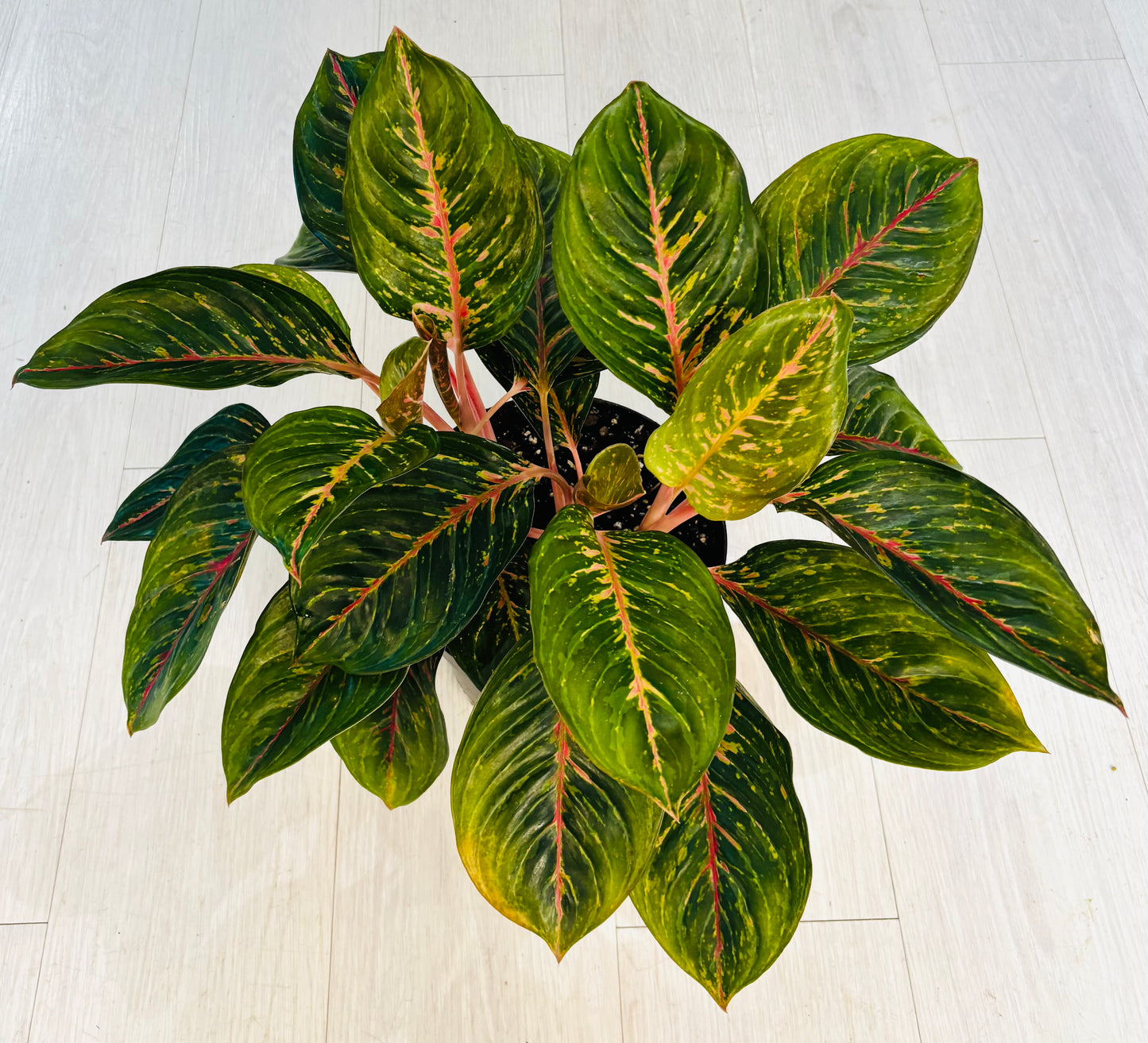 Black Dragon Aglaonema
