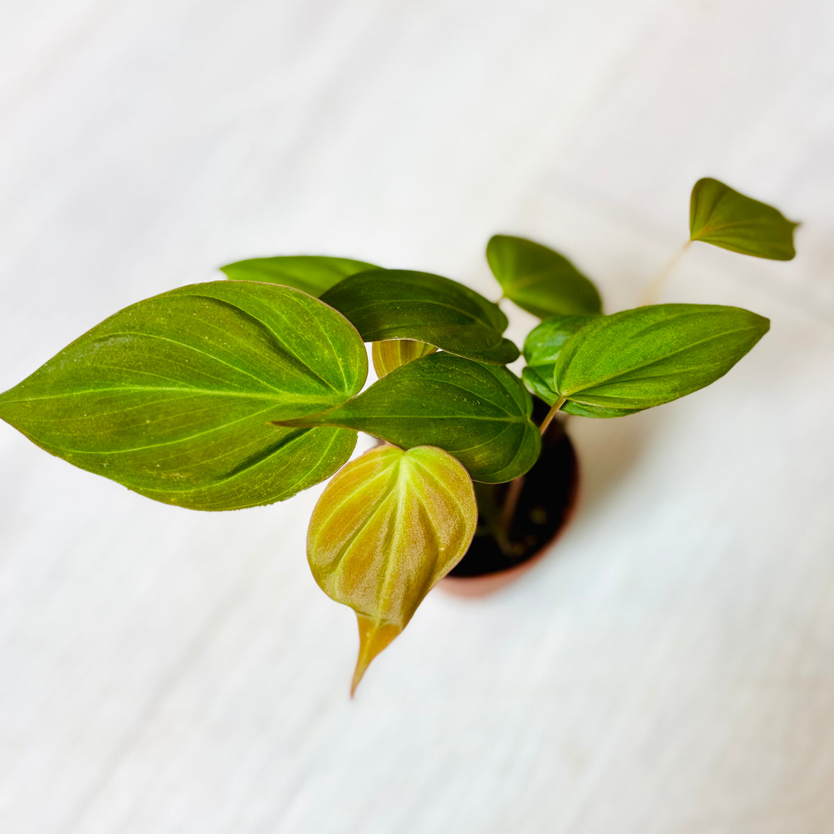 Houseplants - Assorted 2"