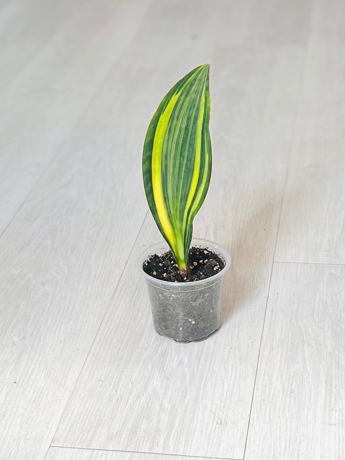 Variegated Whale Fin Snake Plant