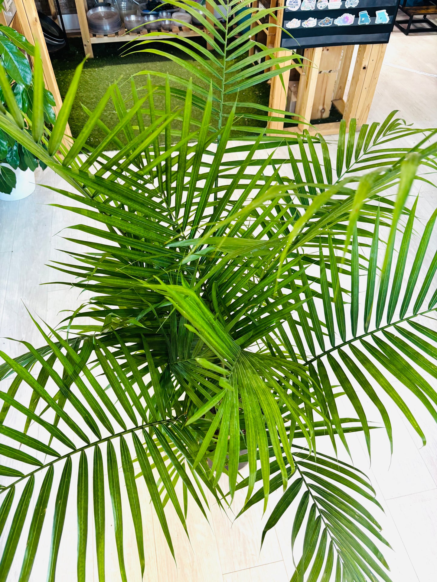 Majesty Palm