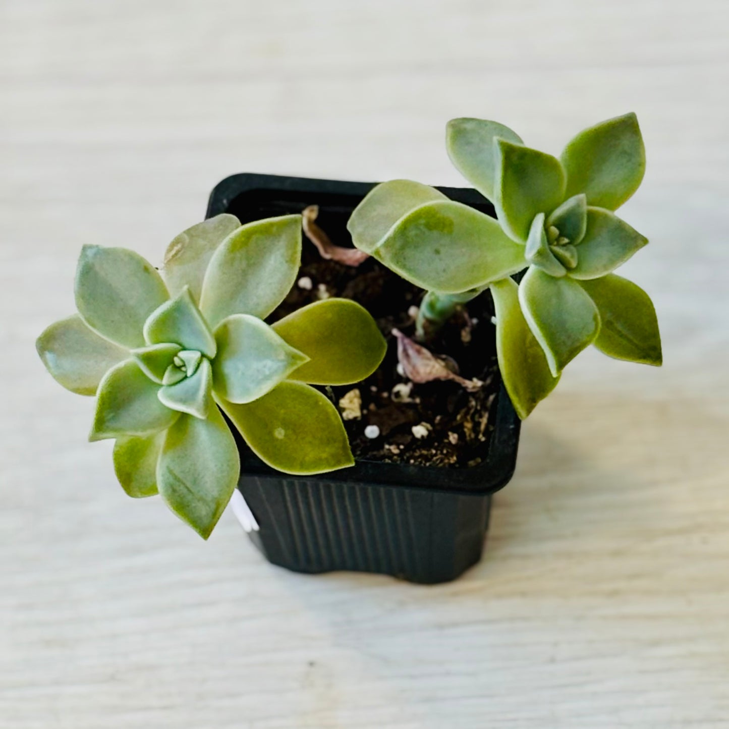 Succulents - Assorted 3"