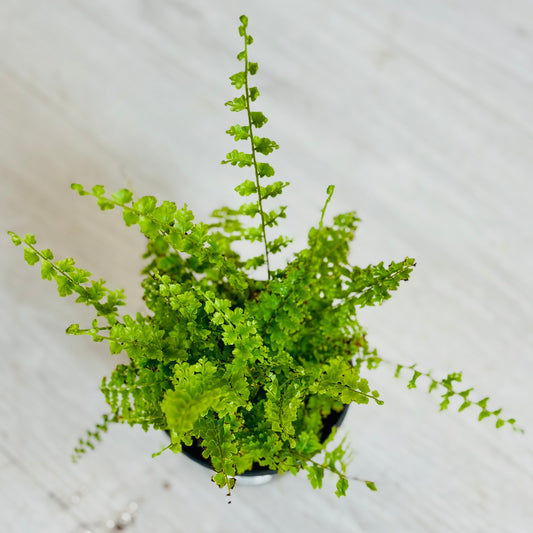 Green Fantasy Fern