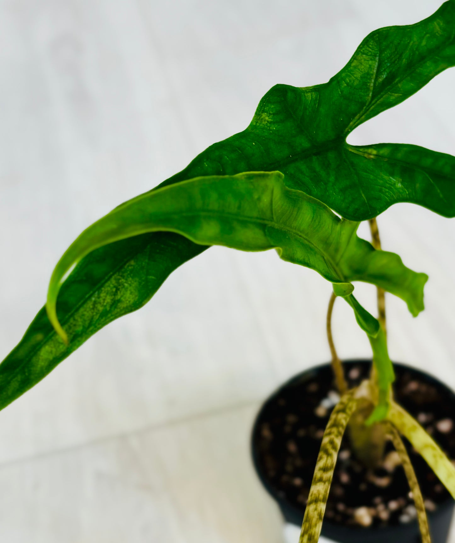 Sabrina Alocasia