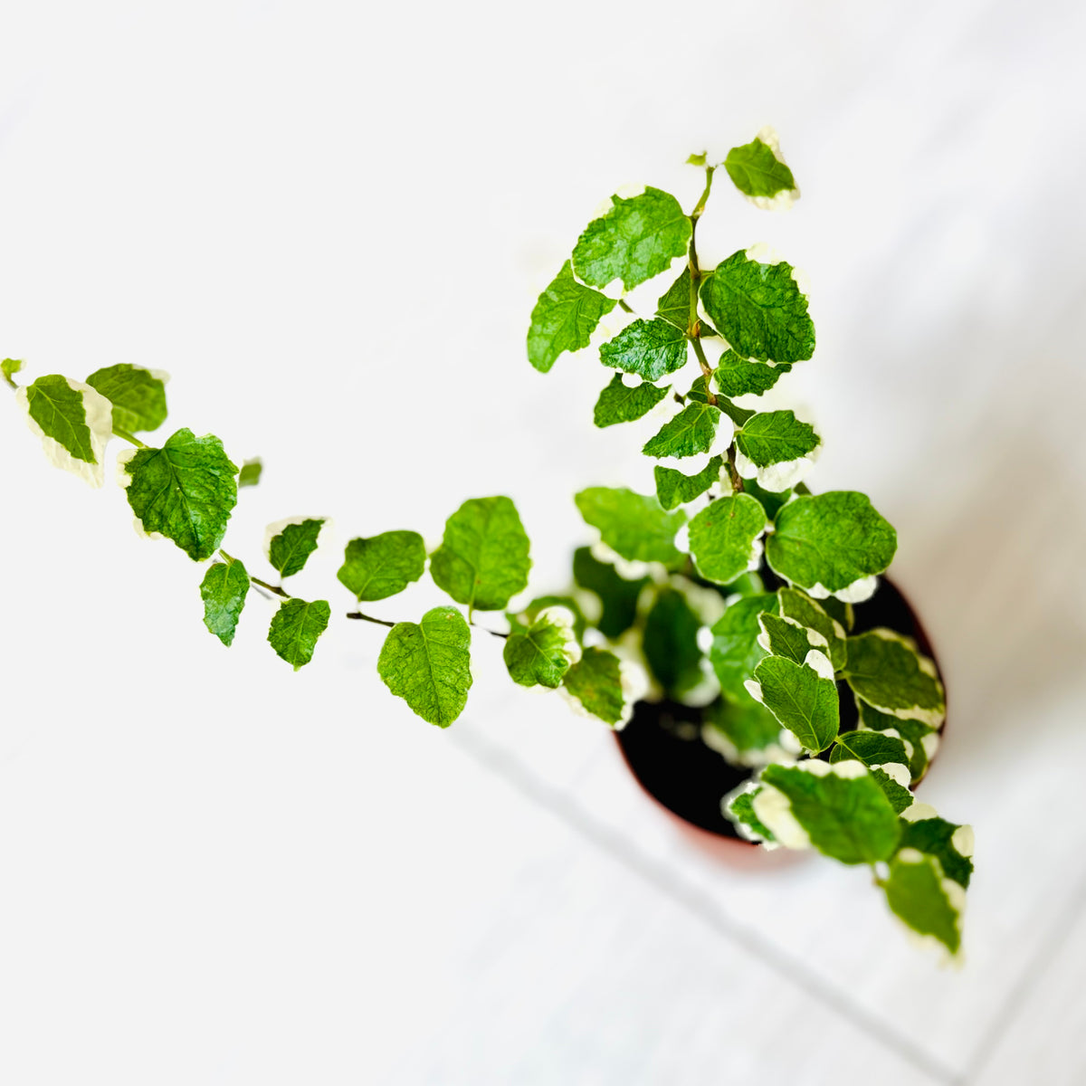 Houseplants - Assorted 2"