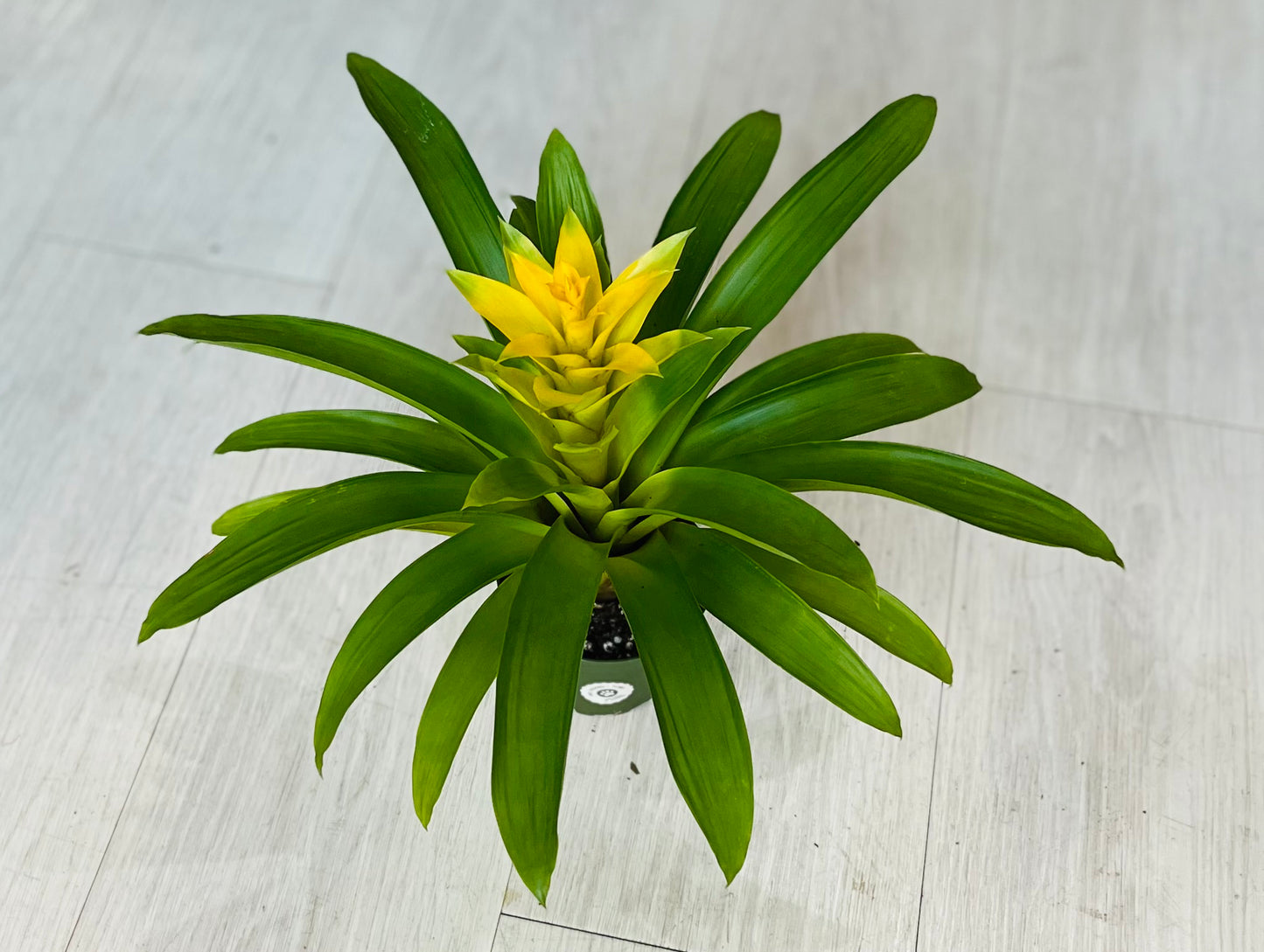 Guzmania Bromeliad