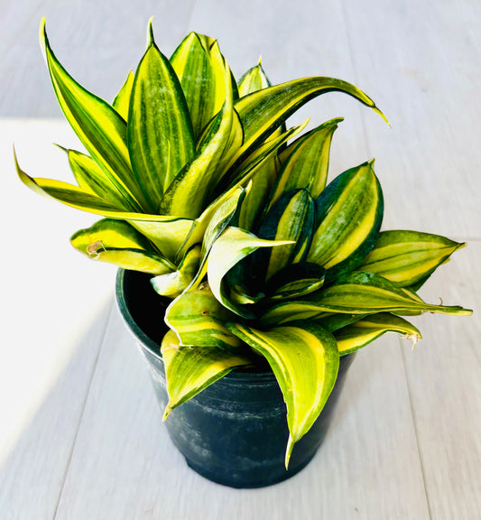 Gold Star Hahnii Snake Plant