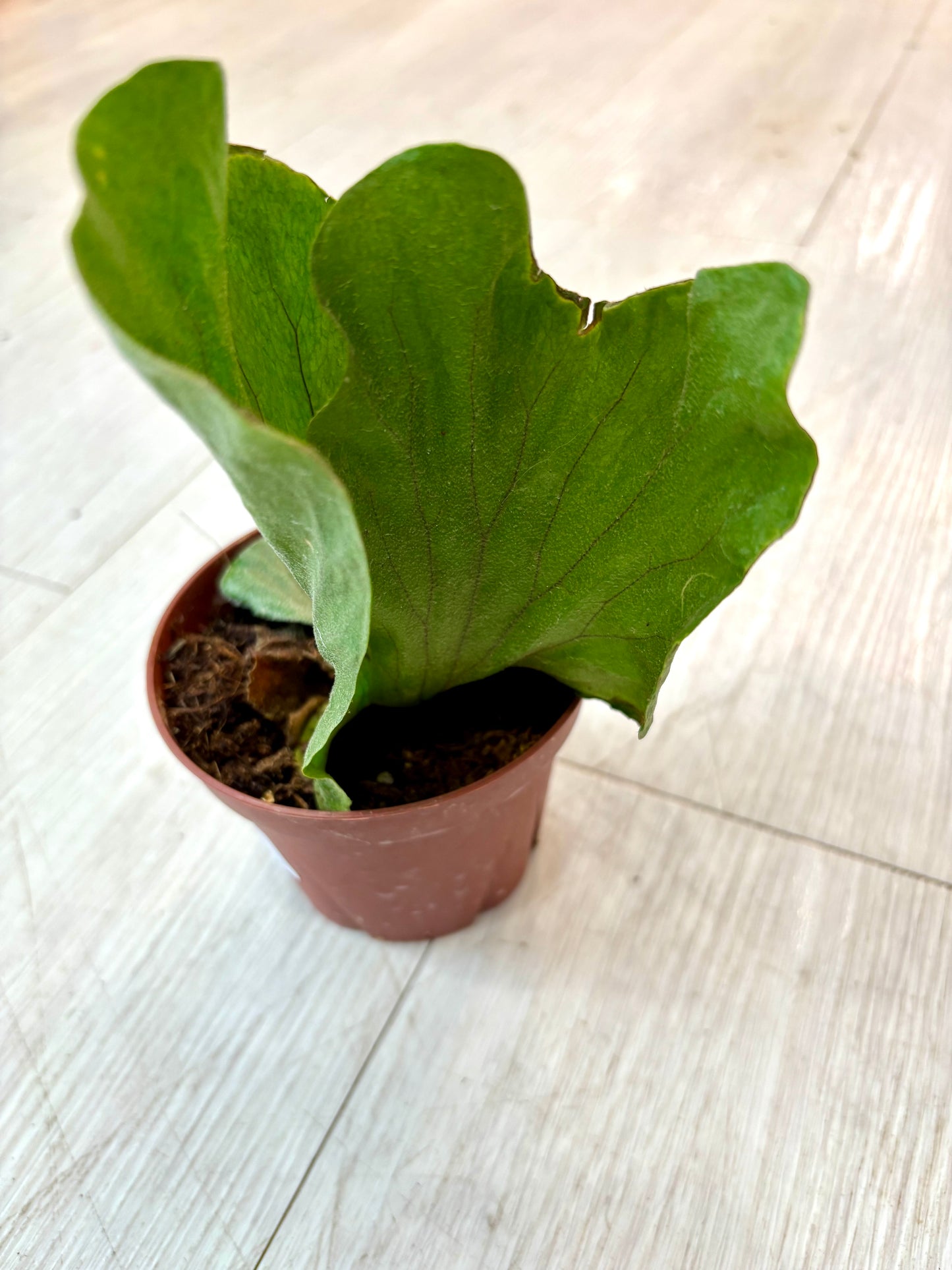 Elephant Ear Staghorn Fern