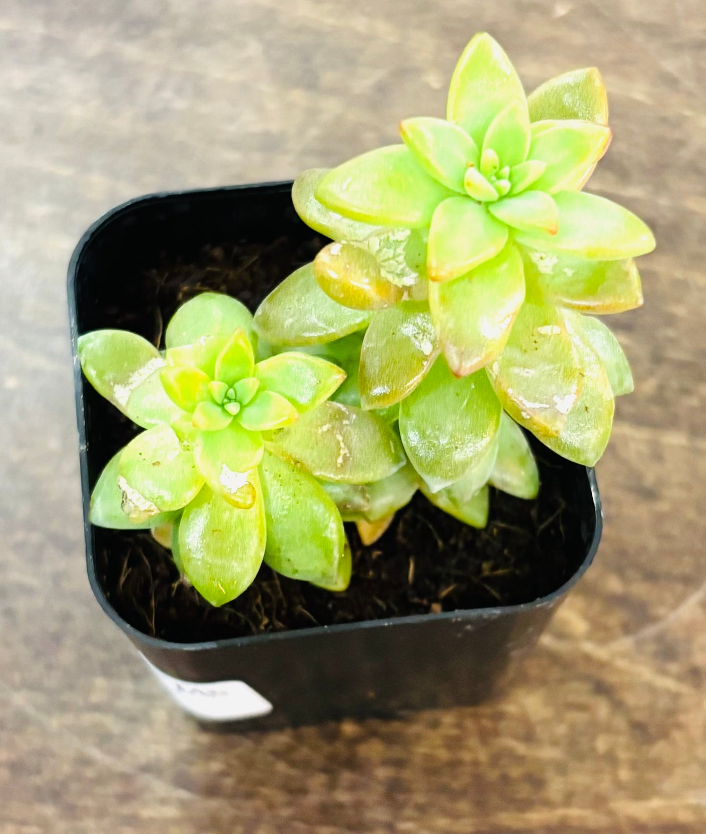 Succulents - Assorted 2”