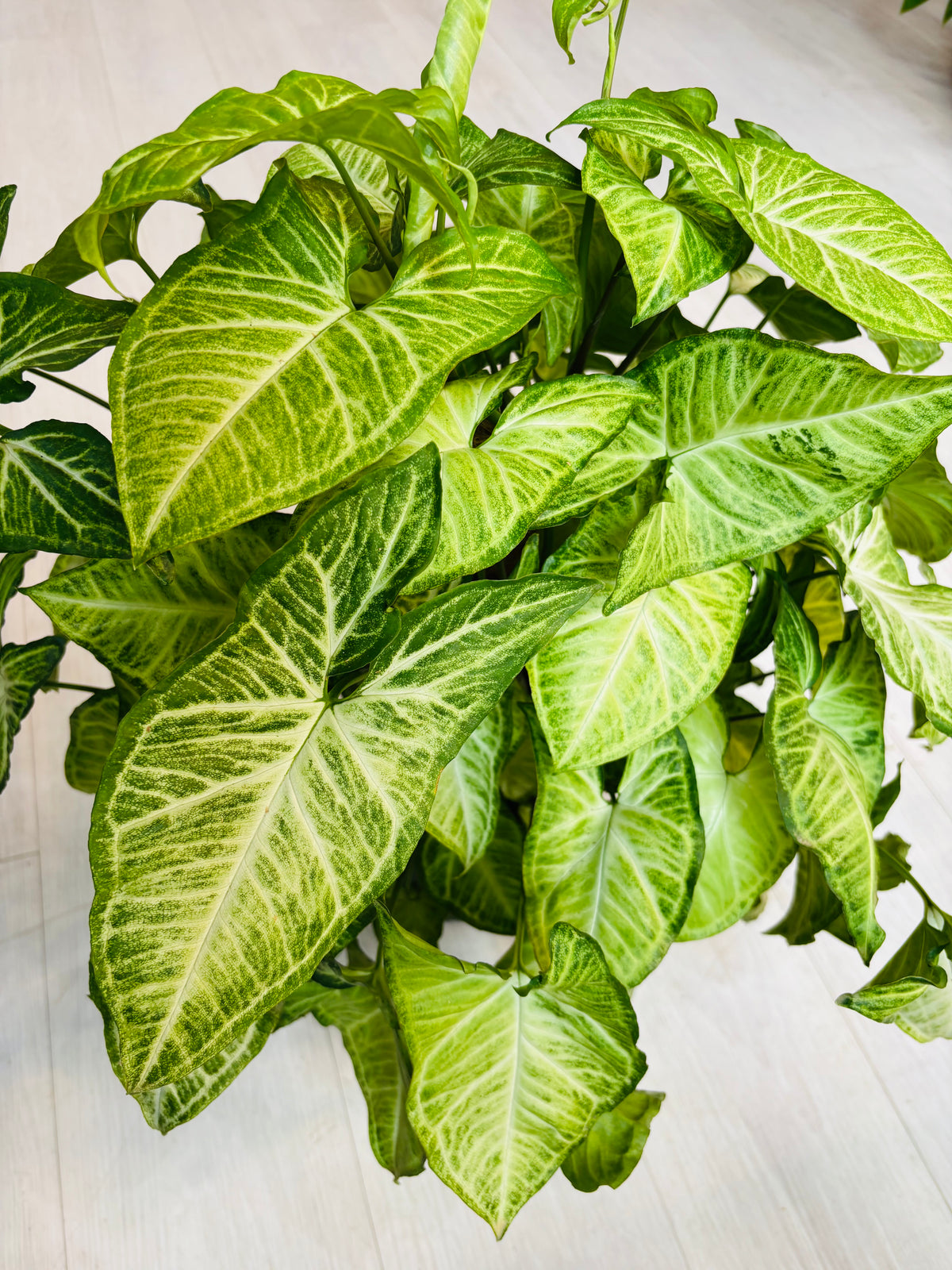 White Butterfly Syngonium
