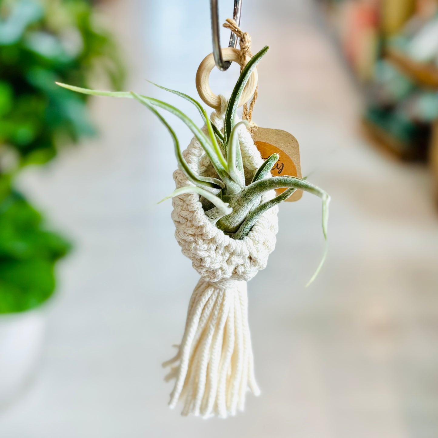 Knotty By Nature Airplant Pods