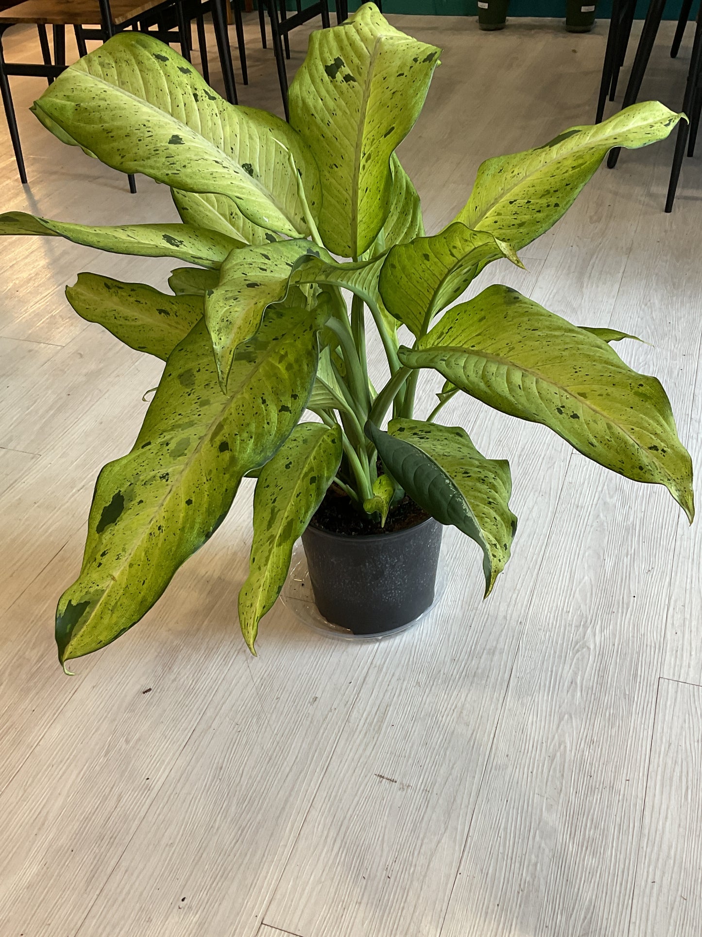 Camo Dieffenbachia