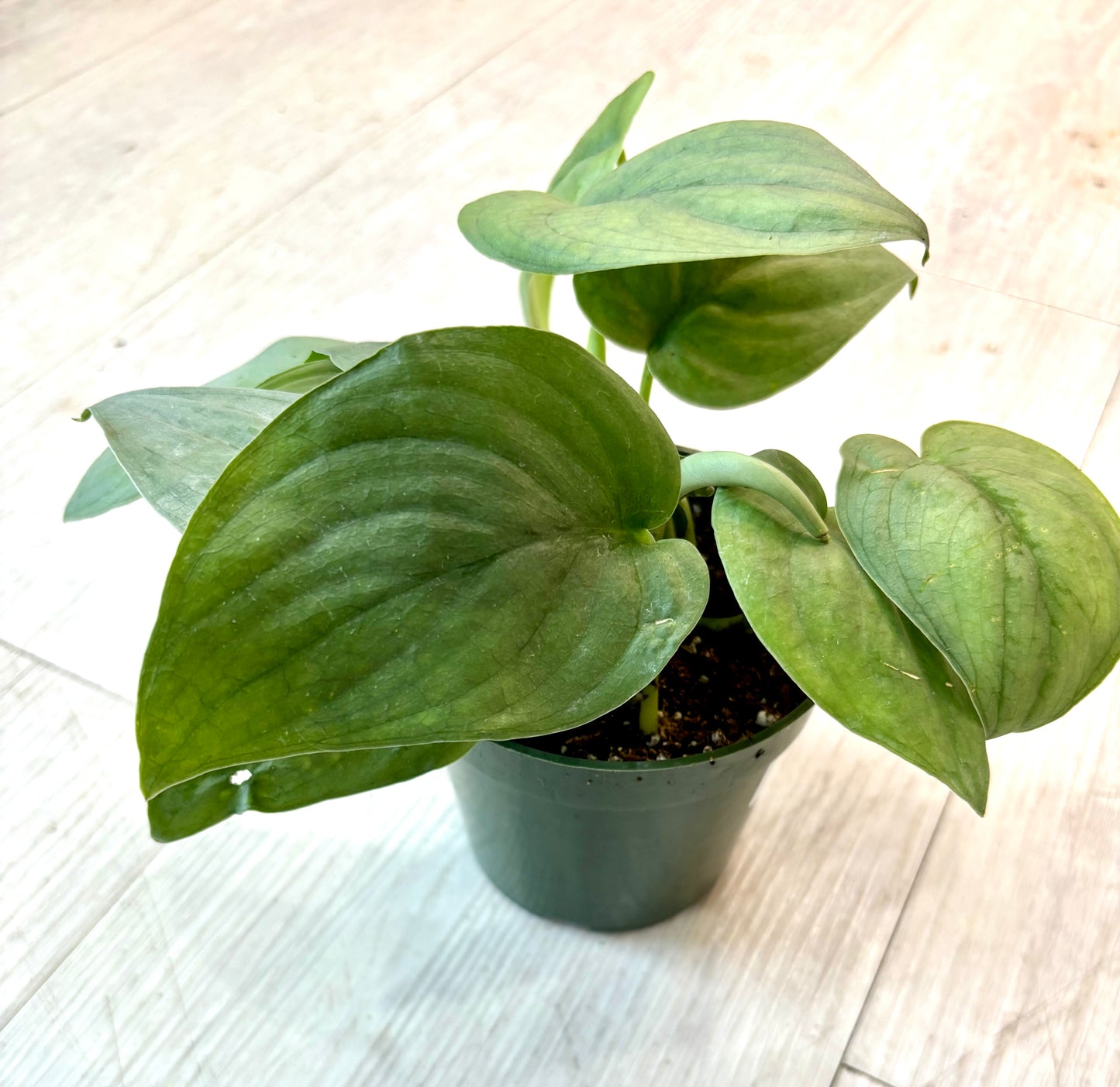 Platinum Scindapsus