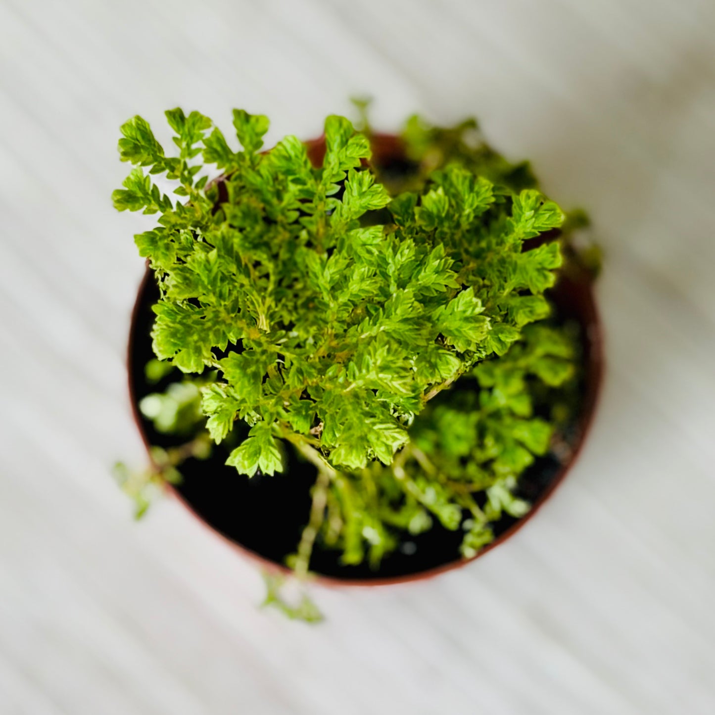 Houseplants - Assorted 2"