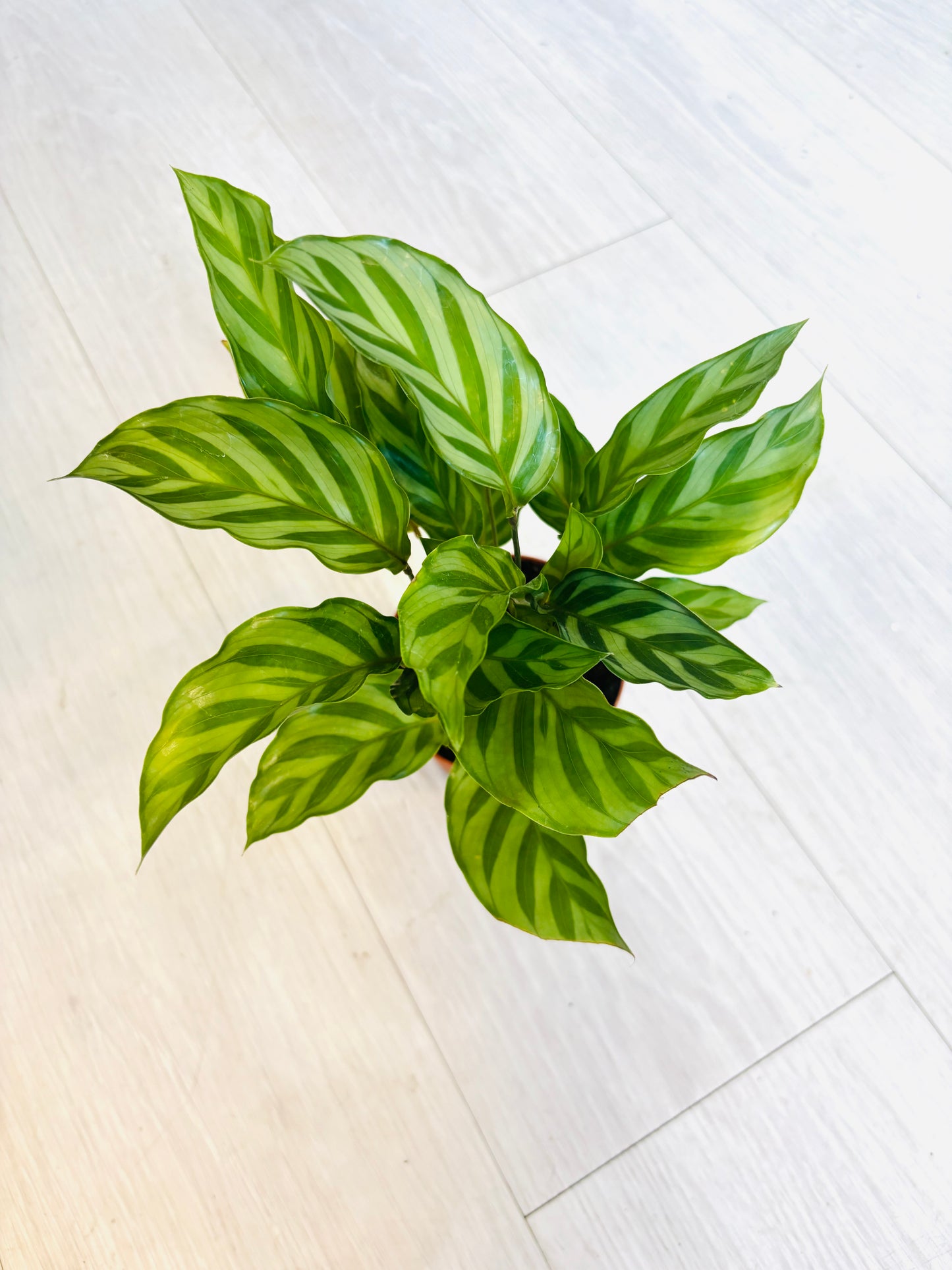 Calathea Freddie