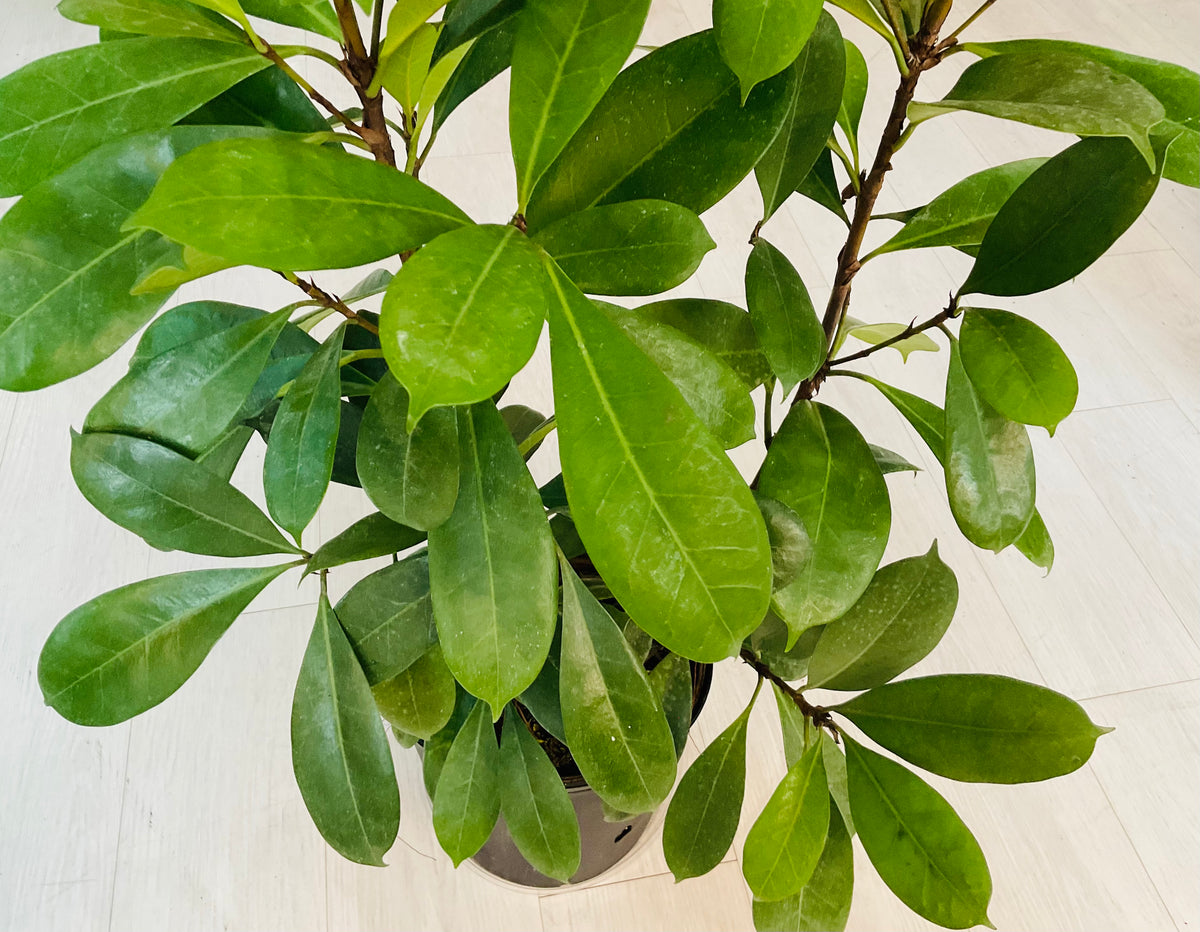 Ficus Cyastipula