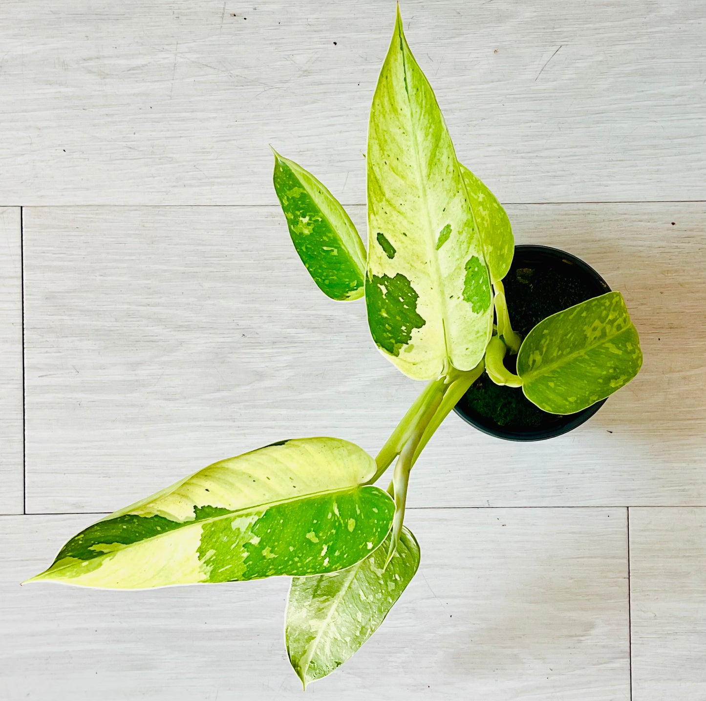 Philodendron Jose Buono 4”