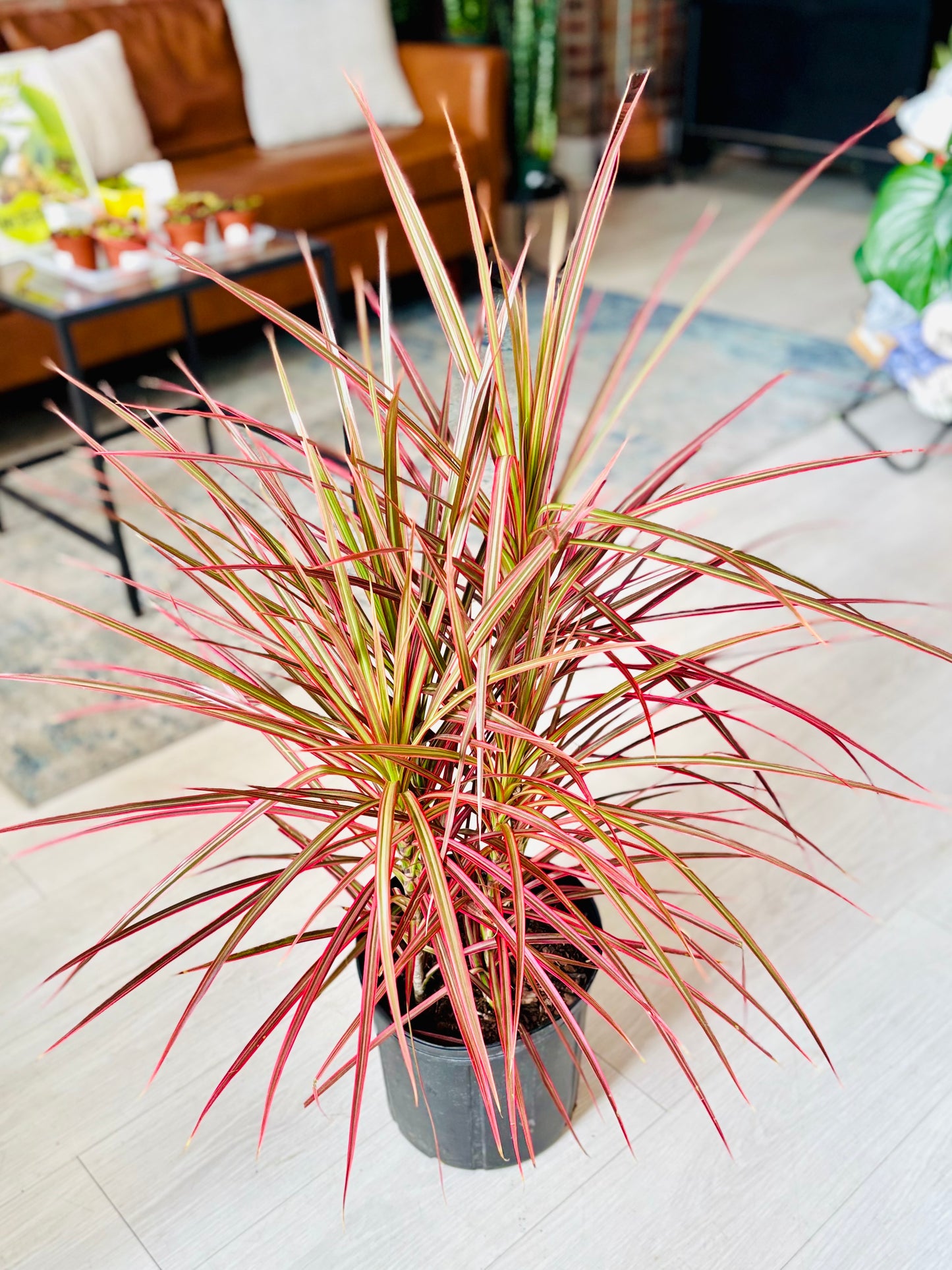 Colorama Dracaena