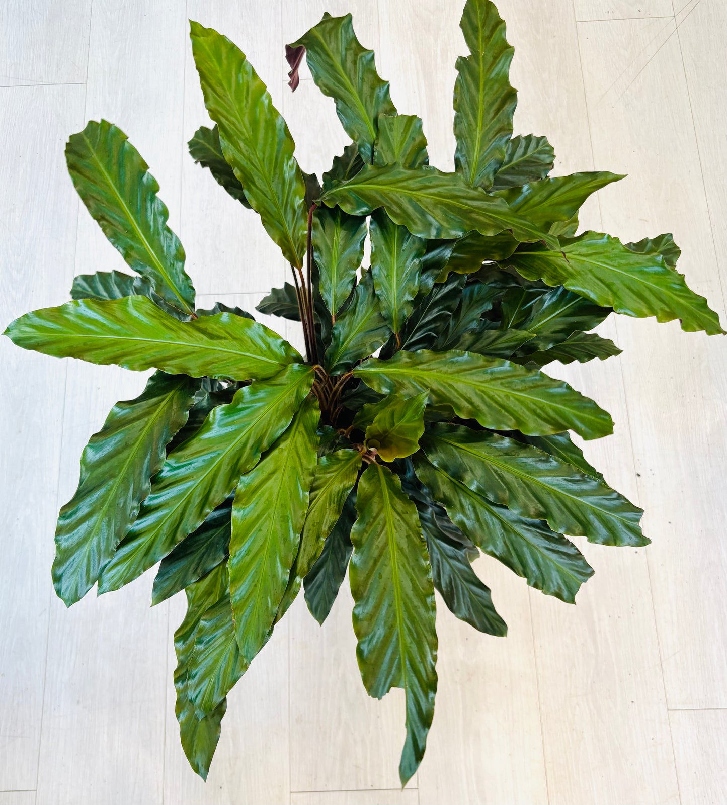 Rufibarba Calathea