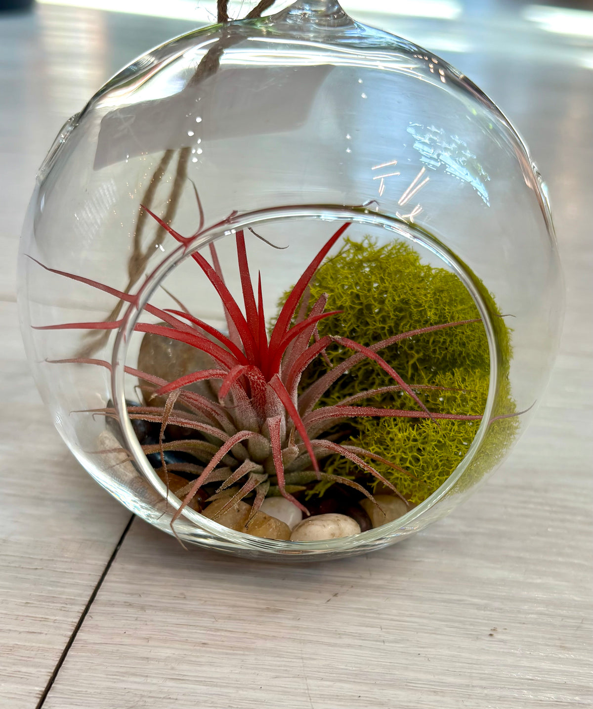 Hanging Airplant Terrarium Globes