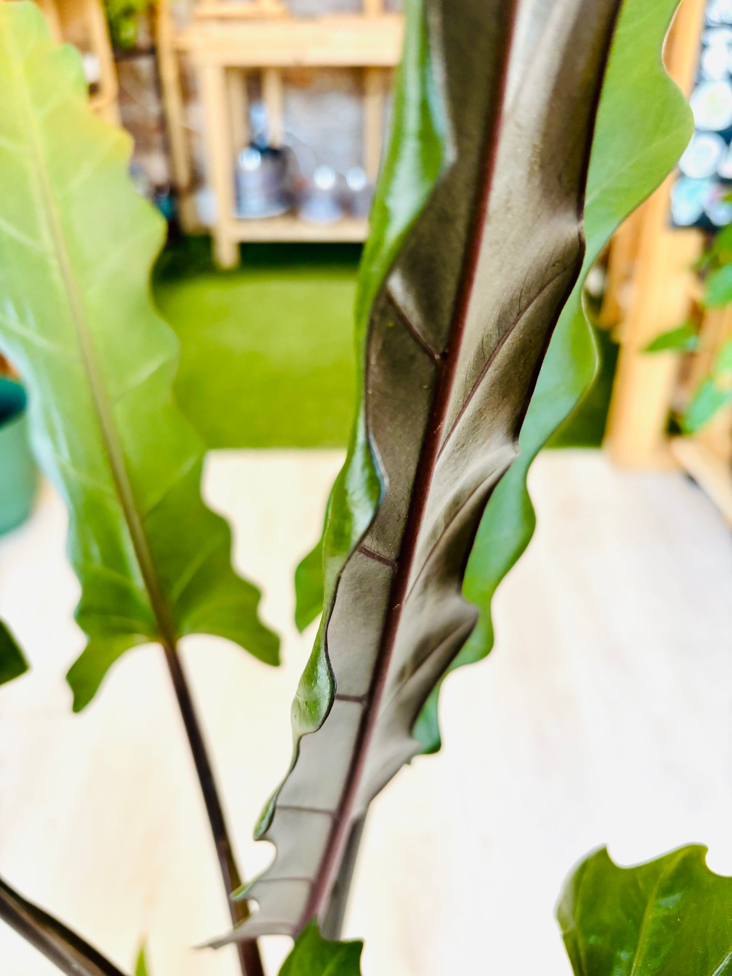 Purple Sword Alocasia