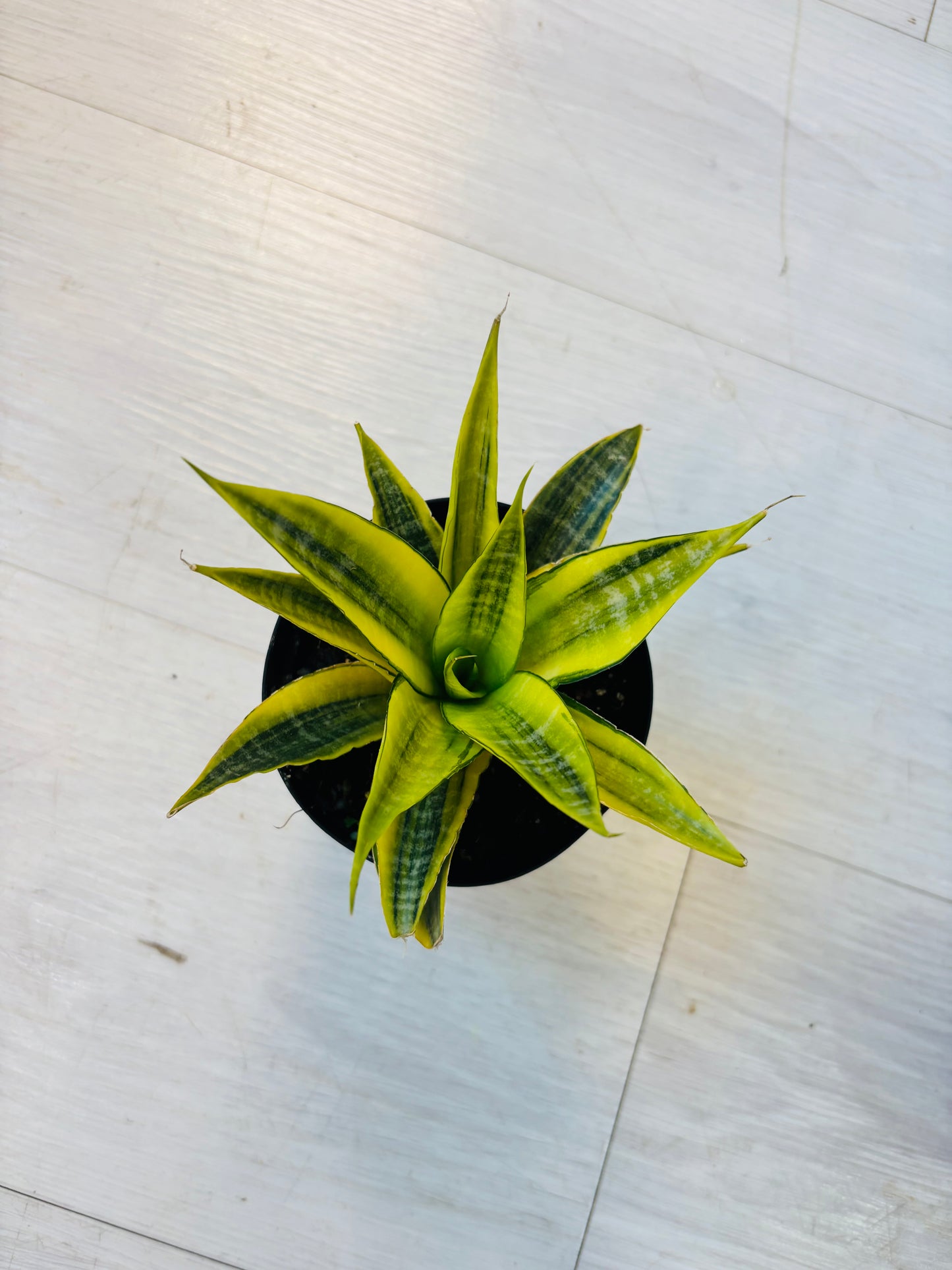 Cordova Variegated Snake Plant