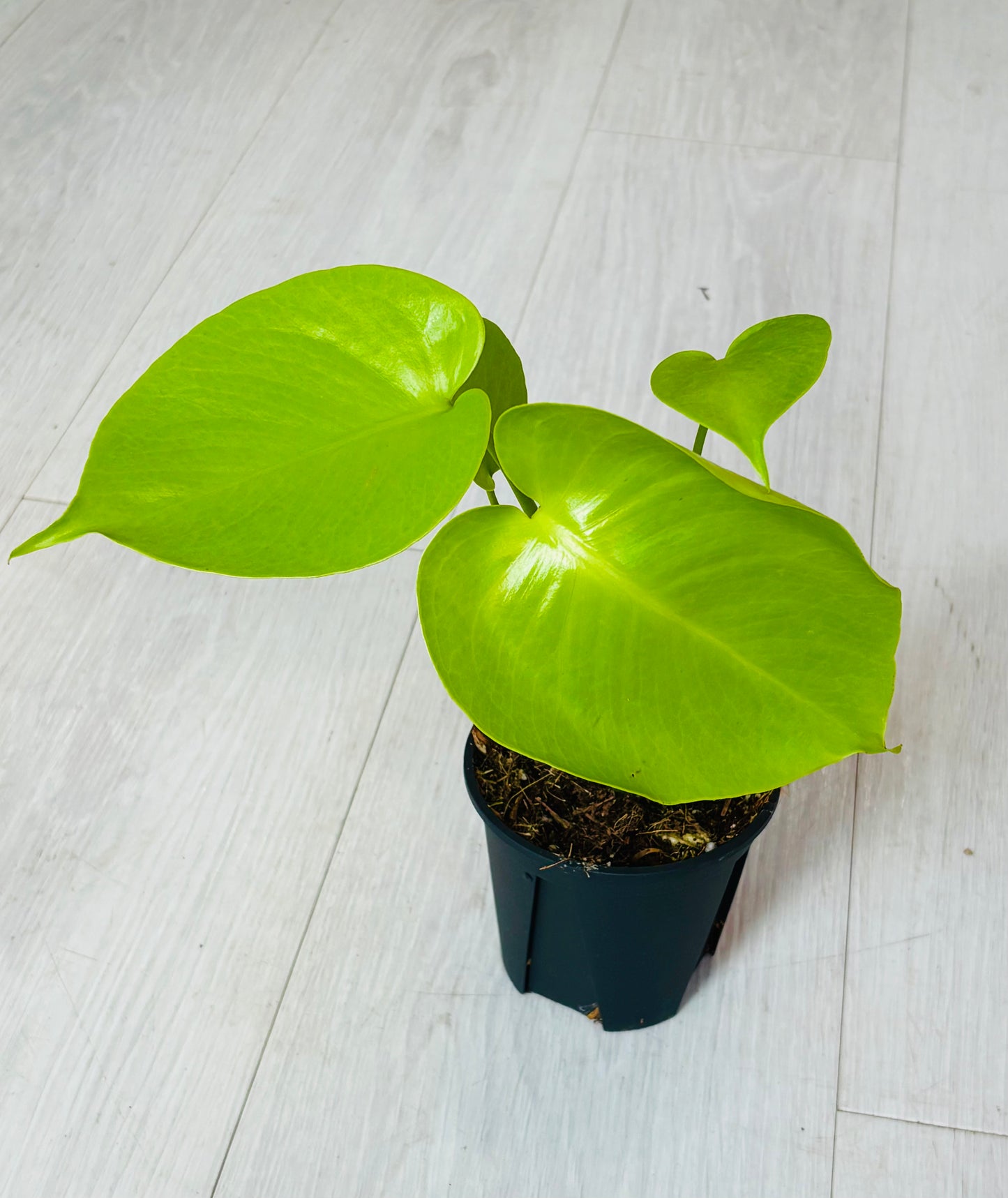 Lemon Lime Monstera