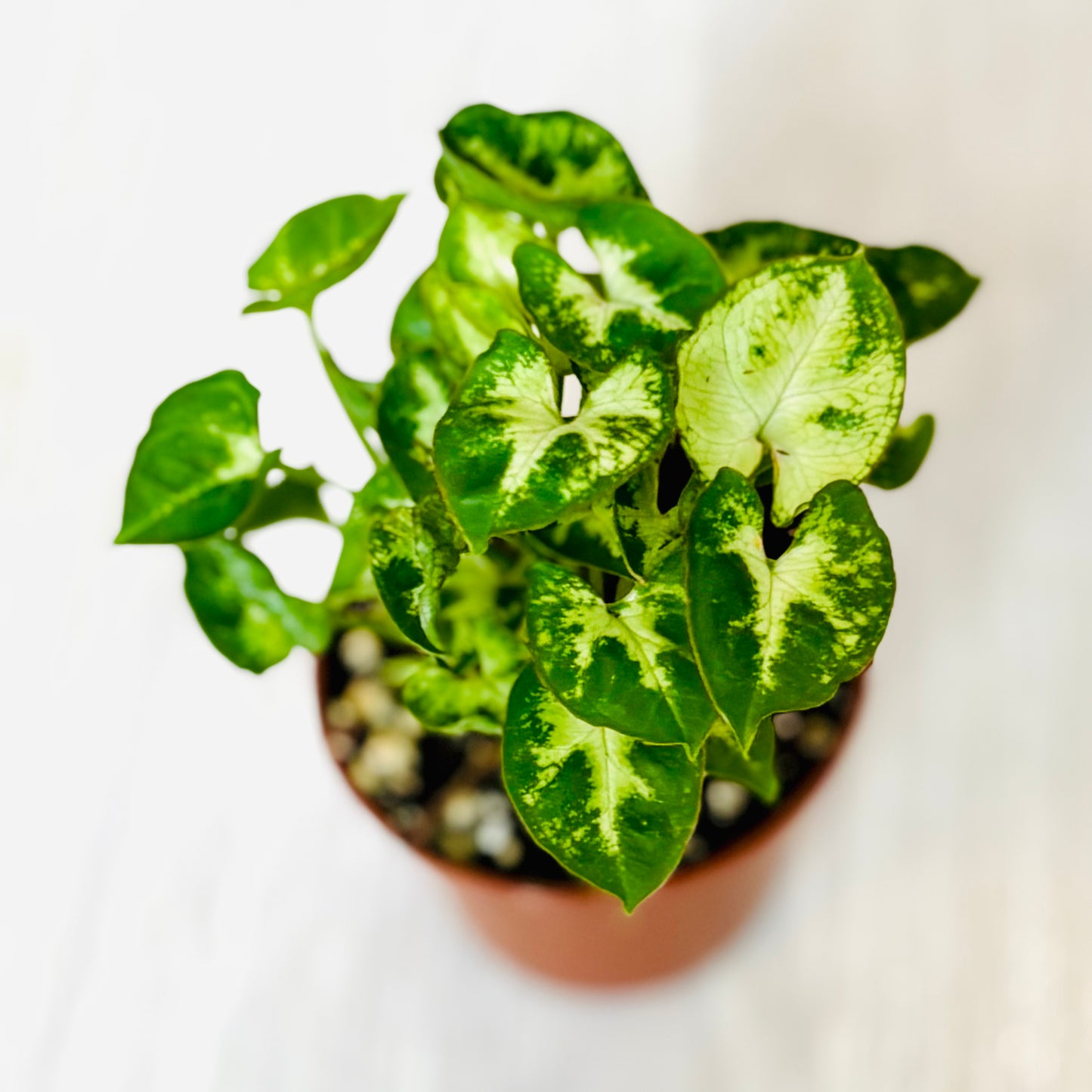 Houseplants - Assorted 2"