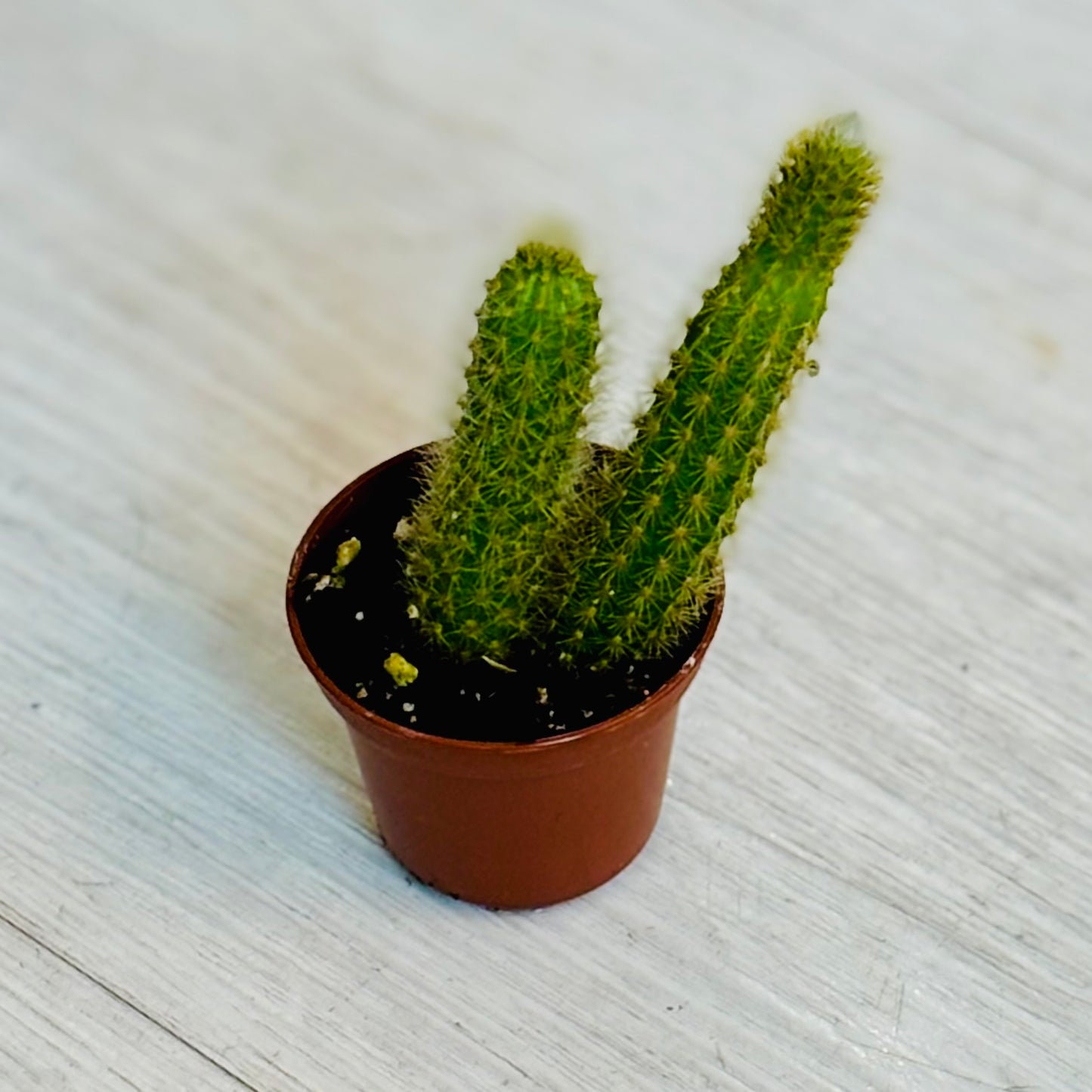 Cactus - Assorted 2"