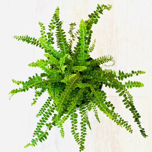 Lemon Button Fern