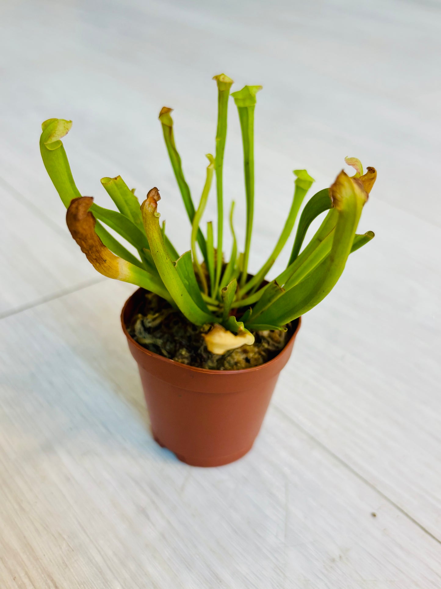 Sarracenia flava Pitcher Plant