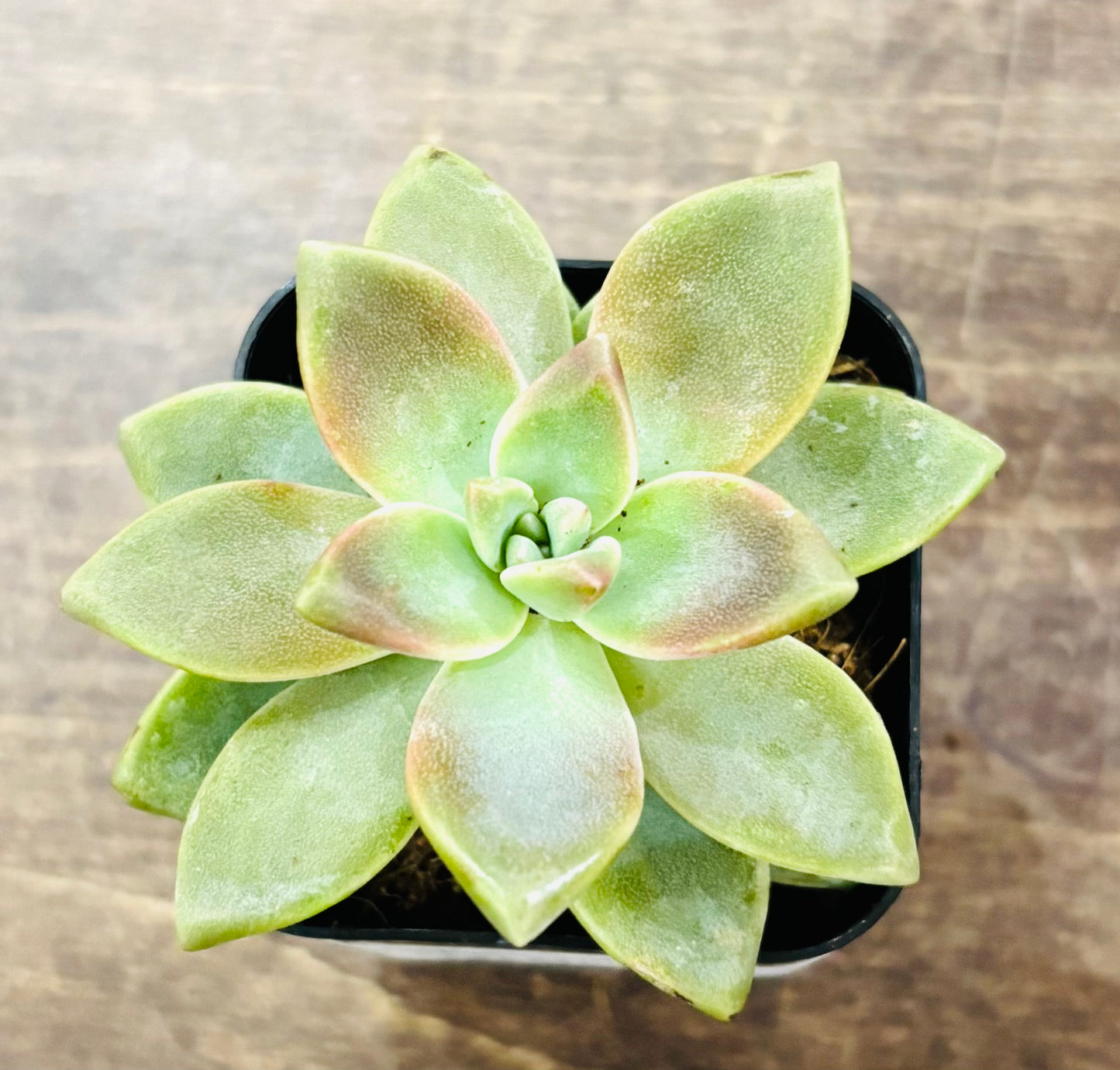 Succulents - Assorted 2”