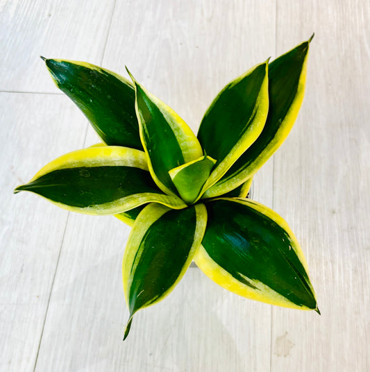 Lotus Hahnii Snake Plant