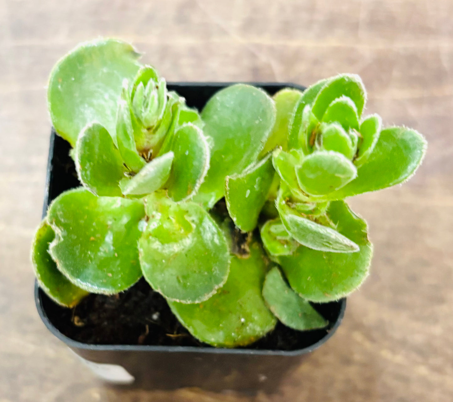 Succulents - Assorted 2”